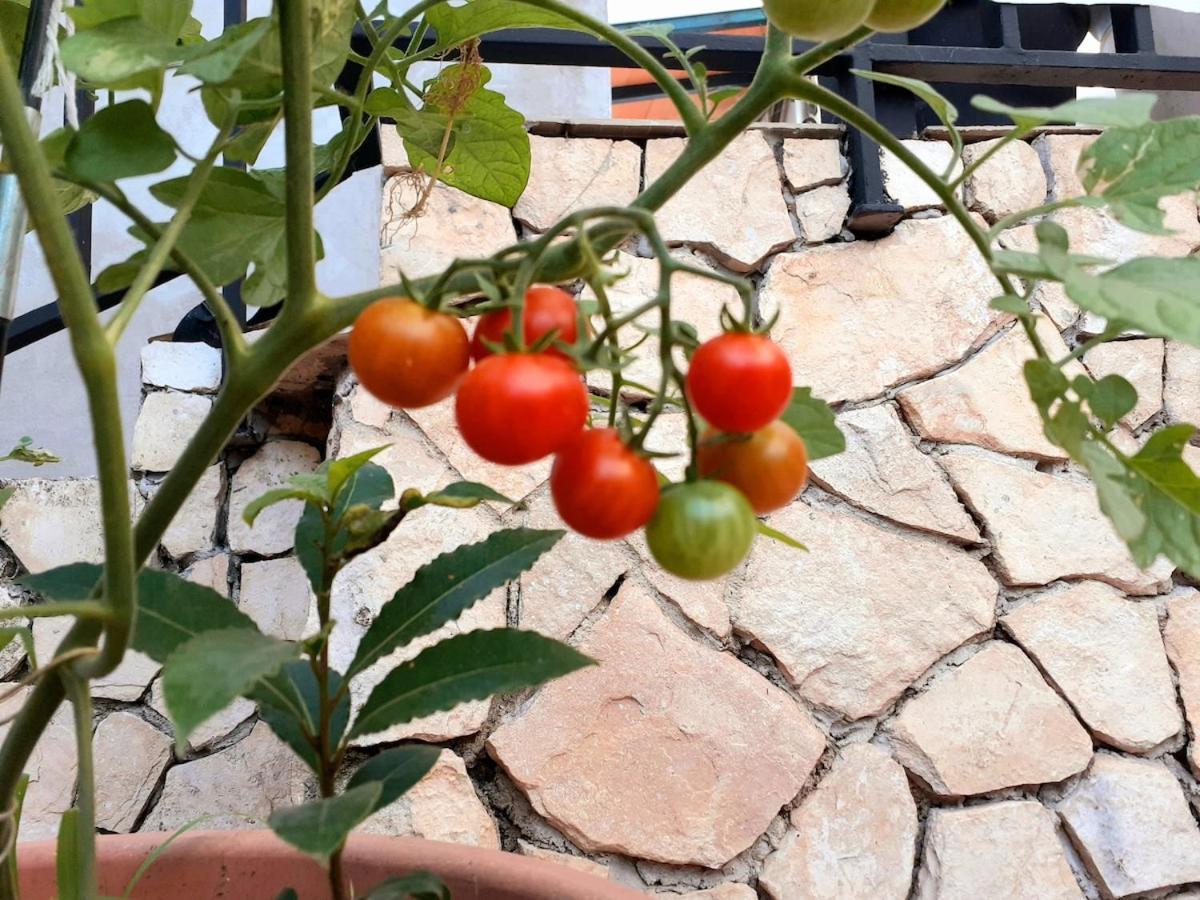 Be Free-central-free Parking-garden-bbq Apartmán Pula